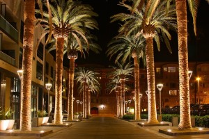 SAN_JOSE_CALIFORNIA_PALM_TREE_2010